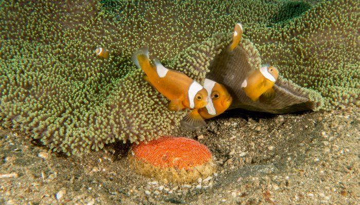 Clownfish group with eggs